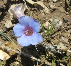 Ruelliopsis setosa image