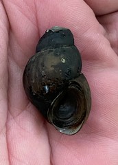 Campeloma decampi