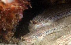Istigobius hoesei