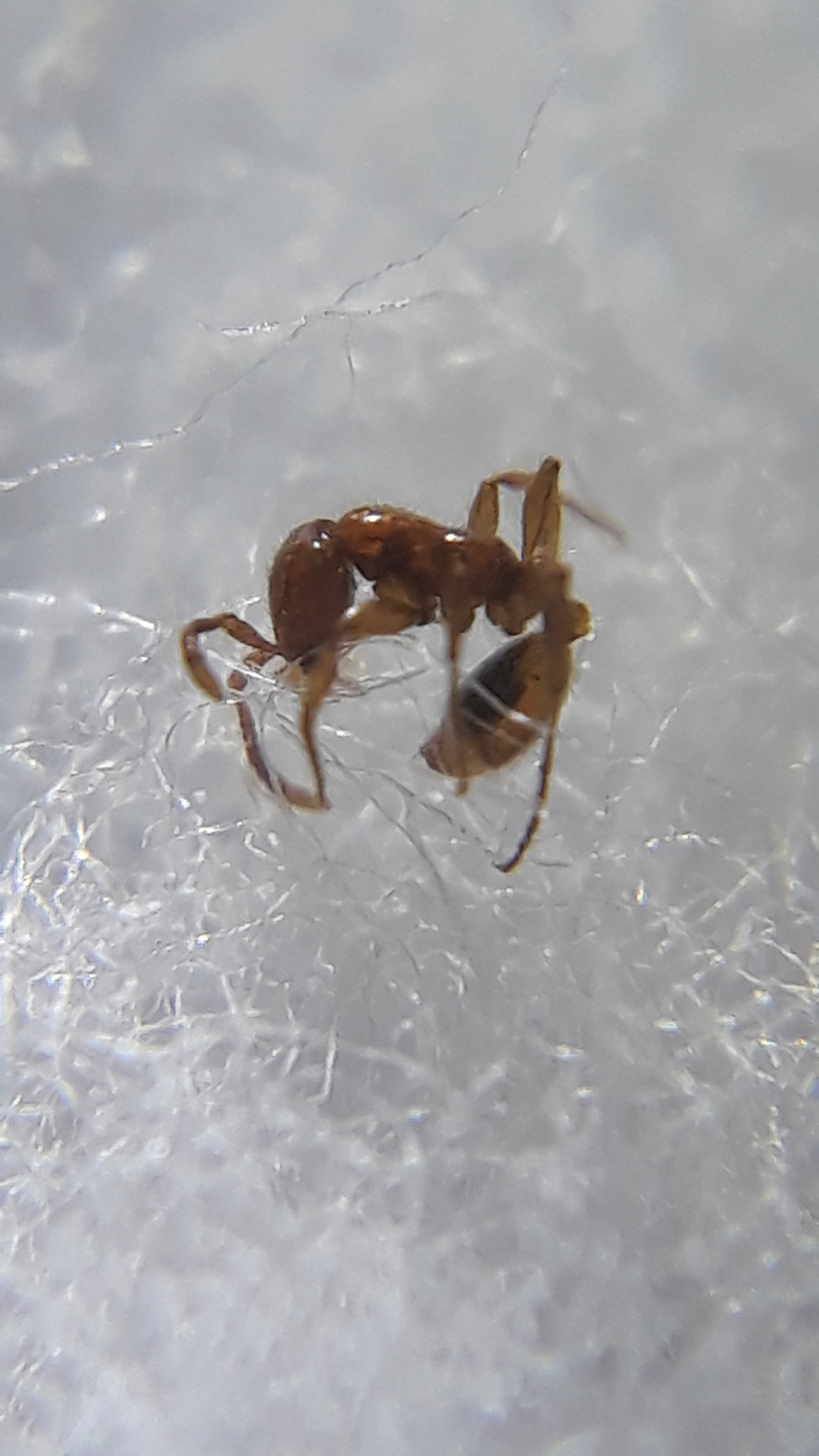 Aenictus brevicornis