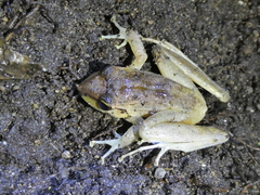 Craugastor crassidigitus