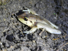 Craugastor crassidigitus