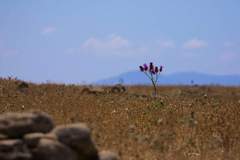 Cynara syriaca