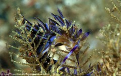 Pteraeolidia ianthina