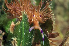 Pteraeolidia ianthina
