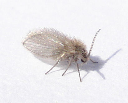Drain fly