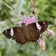 Celaenorrhinus dhanada