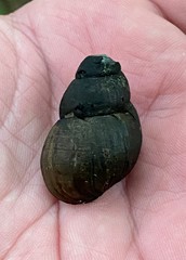 Campeloma decampi
