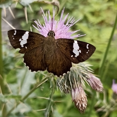 Celaenorrhinus dhanada