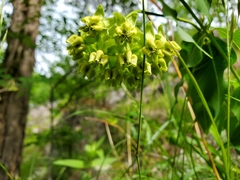 Asclepias meadii