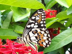 Papilio demoleus malayanus