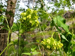 Asclepias meadii