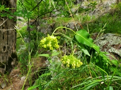Asclepias meadii