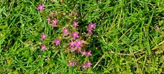 Centaurium pulchellum