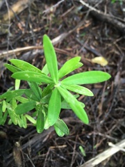 Polygala myrtifolia