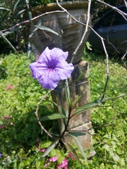 Ruellia simplex