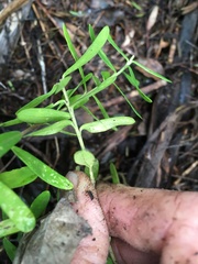 Polygala myrtifolia