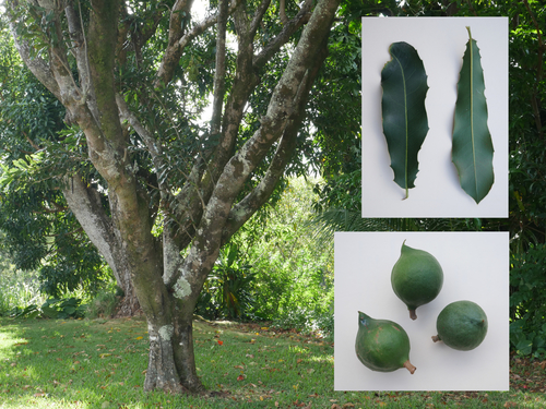 Macadamia integrifolia