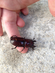 Lucanus elaphus
