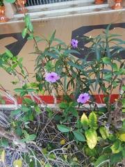 Ruellia simplex