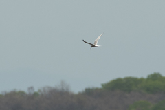 Sterna hirundo longipennis