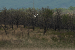Sterna hirundo longipennis