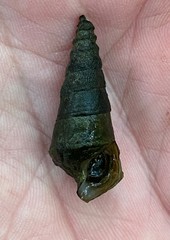 Pleurocera pyrenella