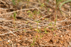 Galium divaricatum