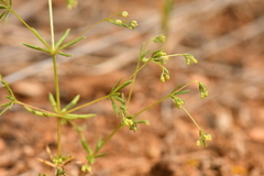 Galium divaricatum