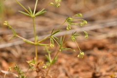 Galium divaricatum