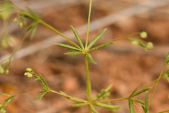 Galium divaricatum