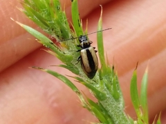 Calomicrus circumfusus