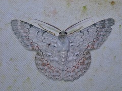 Pingasa rubimontana