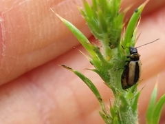 Calomicrus circumfusus