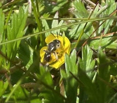 Andrena tarsata
