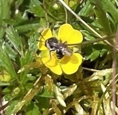 Andrena tarsata