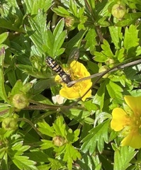 Sphaerophoria interrupta