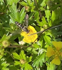 Sphaerophoria interrupta