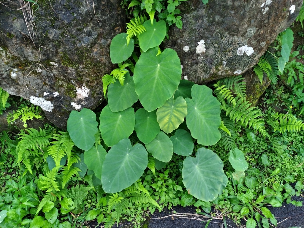 Colocasia esculenta