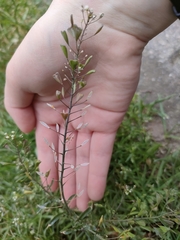 Capsella bursa-pastoris
