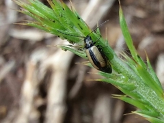 Calomicrus circumfusus