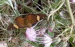 Celaenorrhinus plagifera