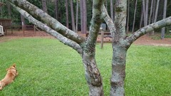 Magnolia acuminata