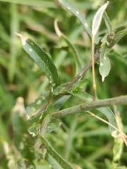 Capsella bursa-pastoris