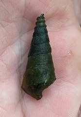 Pleurocera pyrenella