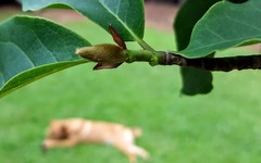 Magnolia acuminata