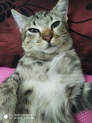 Felis catus