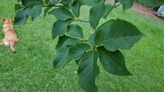 Magnolia acuminata