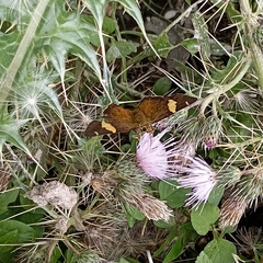 Celaenorrhinus plagifera