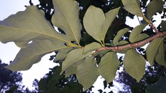 Magnolia acuminata